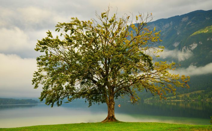 Plantar un árbol