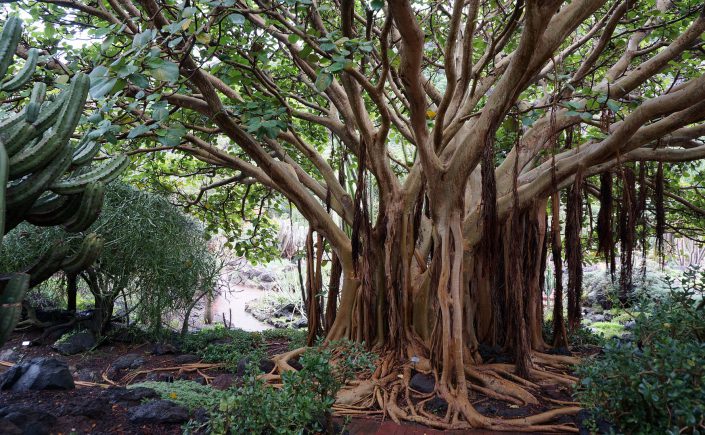 Vegetación en Gran Canaria