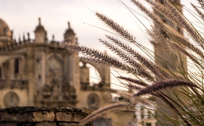 tour guiado jerez